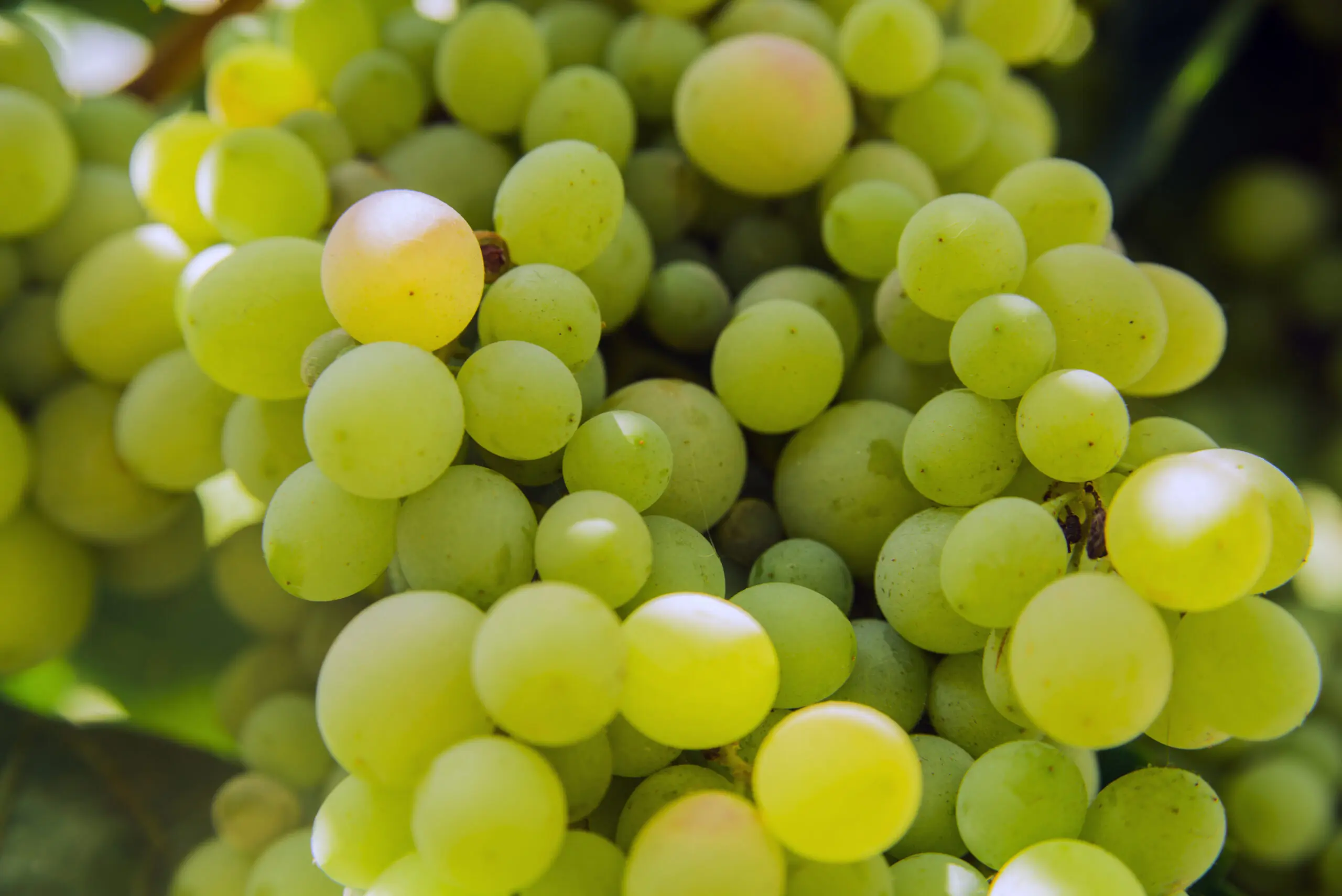 Quante bottiglie di prosecco servono? La guida al calcolo